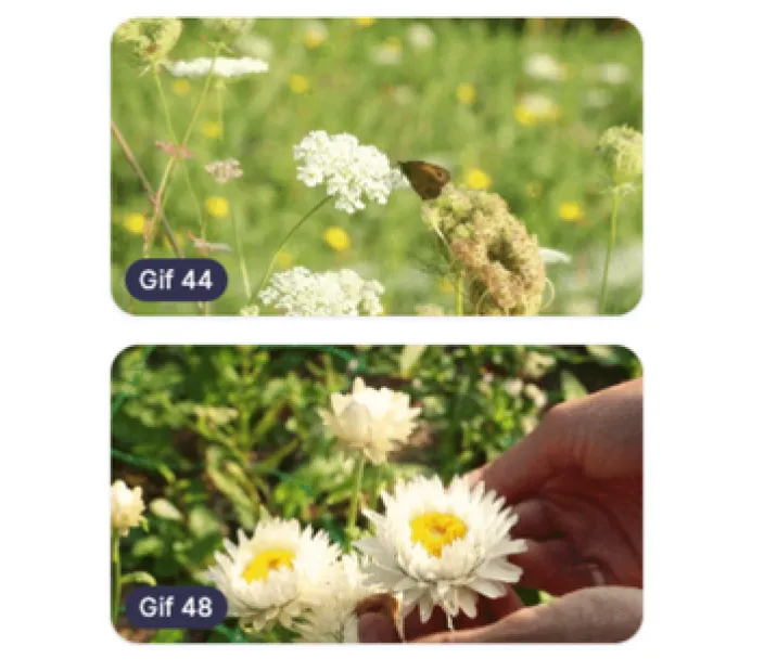 Des gifs dynamiques et personnalisés